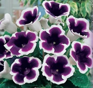 Gloxínia - Csuporka