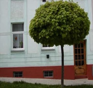 Gömb- és oszlopos koronájú juharfa 