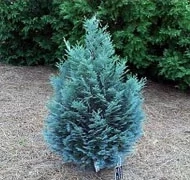 Hamisciprus Hamisciprus