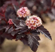 Hólyagvessző Hólyagvessző