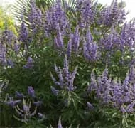 Illatos cserjék Illatos cserjék