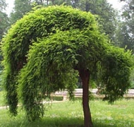 Japánakác Japánakác