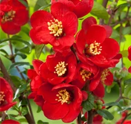 Japánbirs-félék Japánbirs-félék