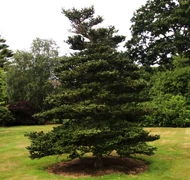 Jegenyefenyő Jegenyefenyő