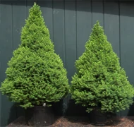 Konténeres (gyökeres) fenyőfa vásárlása