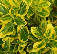 Kecskerágó-félék Kecskerágó-félék