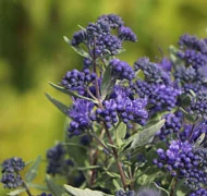 Kékszakáll-félék Kékszakáll-félék