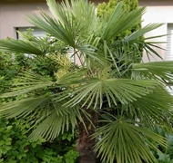 Kertbe is kiültethető szobanövények  Kertbe is kiültethető szobanövények