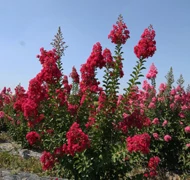 Kínai selyemmirtusz Kínai selyemmirtusz