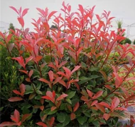 Korallberkenye-félék Korallberkenye-félék