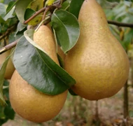 Körte Körte