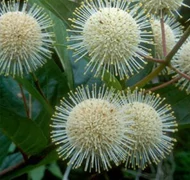 Különleges cserjék Különleges cserjék