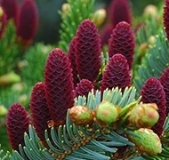 Különleges fenyők Különleges fenyők