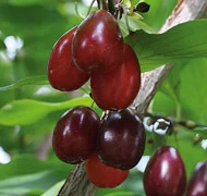 Különleges gyümölcsök Különleges gyümölcsök