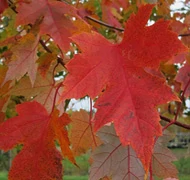 Különleges juharfajták