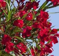 Különleges leanderek Különleges leanderek