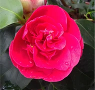 Különleges örökzöldek Különleges örökzöldek