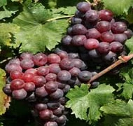 Különleges fajták