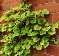 Kúszó hortenzia fajták Kúszó hortenzia fajták