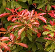 Levelükkel díszítő cserjék Levelükkel díszítő cserjék