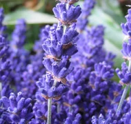 Levendula sarok Levendula sarok