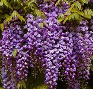 Lilaakác fajták Lilaakác fajták