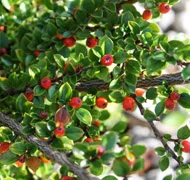 Madárbirs Madárbirs