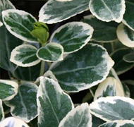 Magas törzsű cserjék Magas törzsű cserjék