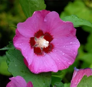 Hibiszkusz Hibiszkusz