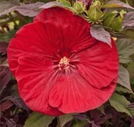 Mocsári hibiszkusz Mocsári hibiszkusz