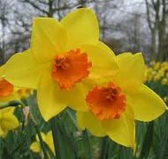 Tavaszi hagymások Tavaszi hagymások