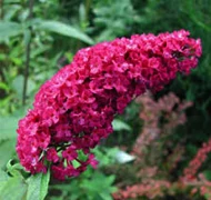 Nyáriorgona-fajták Nyáriorgona-fajták