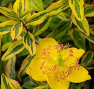 Orbáncfű-félék Orbáncfű-félék