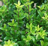 Örökzöld cserjék Örökzöld cserjék