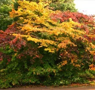 Perzsa varázsfa Perzsa varázsfa