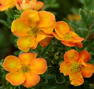 Pimpó-félék Pimpó-félék