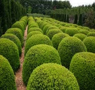 Örökzöld puszpáng Örökzöld puszpáng