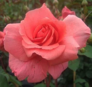 Magastörzsű rózsa