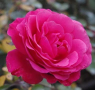 Virágágyi ágyás rózsa