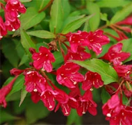 Rózsalonc-félék Rózsalonc-félék