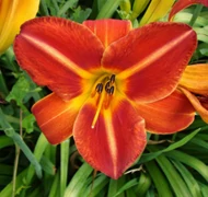 Sásliliom fajták Sásliliom fajták