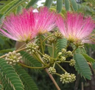 Selyemakác Selyemakác