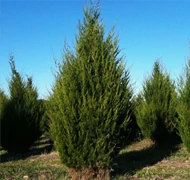 Smaragd tuja helyett Smaragd tuja helyett