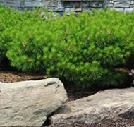 Sziklakerti örökzöldek Sziklakerti örökzöldek