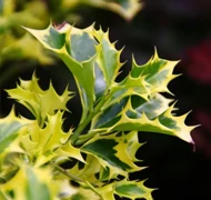 Szúrós cserjék Szúrós cserjék