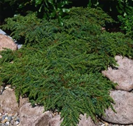 Talajtakaró cserjék Talajtakaró cserjék