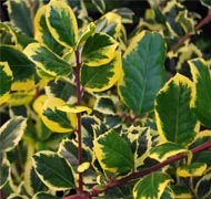 Télen is zöldellő cserjék Télen is zöldellő cserjék