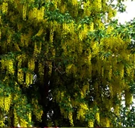 Milyen fát ültessek a kertbe? Milyen fát ültessek a kertbe?