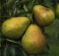 Milyen gyümölcsfát ültessek? Milyen gyümölcsfát ültessek?