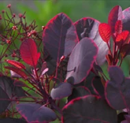 Milyen vörös levelű növényt ültessek? Milyen vörös levelű növényt ültessek?